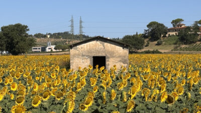 paesaggio toscana girasoli