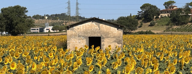 paesaggio toscana girasoli